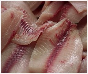 Tilapia Filets